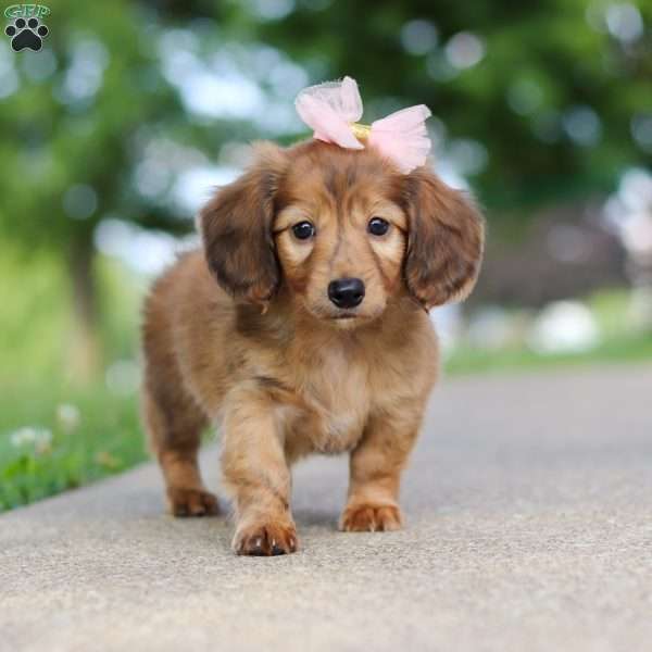 Pocahontas, Dachshund Puppy